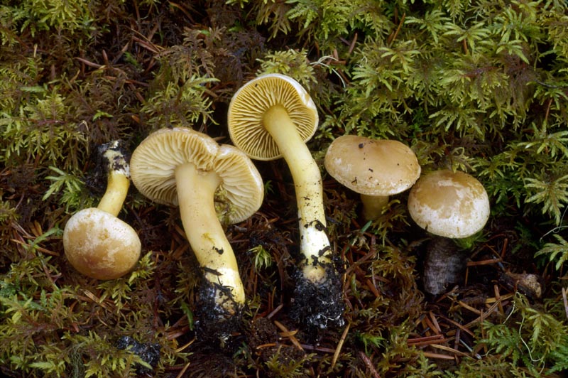Tricholoma sulphureum group